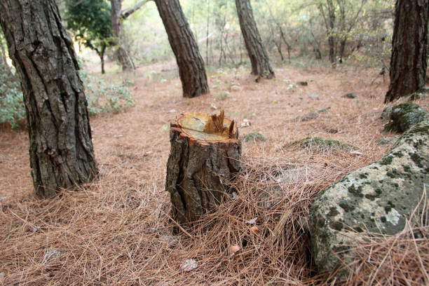 Best Storm Damage Tree Cleanup  in USA